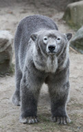 Ein Sandbad ist einfach bärig gut - Ein Eisbär als Schmutzfink im niederländischen Ouwehand Zoo 