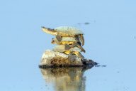 Terrapins on a rock, Etosha National Park, Namibia, Africa - 19 Sep 2012
