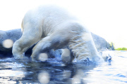 Kopfüber stürzt sich ein Eisbär ins Eismeer im Tierpark Hagenbeck