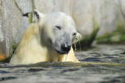 Kopfüber stürzt sich ein Eisbär ins Eismeer im Tierpark Hagenbeck