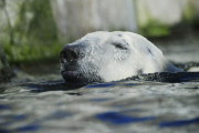 Kopfüber stürzt sich ein Eisbär ins Eismeer im Tierpark Hagenbeck