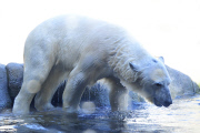 Kopfüber stürzt sich ein Eisbär ins Eismeer im Tierpark Hagenbeck