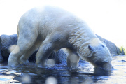 Kopfüber stürzt sich ein Eisbär ins Eismeer im Tierpark Hagenbeck