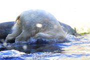 Kopfüber stürzt sich ein Eisbär ins Eismeer im Tierpark Hagenbeck