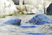 Kopfüber stürzt sich ein Eisbär ins Eismeer im Tierpark Hagenbeck