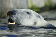 Kopfüber stürzt sich ein Eisbär ins Eismeer im Tierpark Hagenbeck