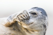 Atlantic Grey Seal (Halichoerus grypus)