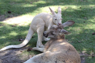 Red Kangaroo adult female with albino joey, Caversham Wildlife Park, Western Australia, Australia - 2013