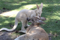 Red Kangaroo adult female with albino joey, Caversham Wildlife Park, Western Australia, Australia - 2013