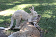 Red Kangaroo adult female with albino joey, Caversham Wildlife Park, Western Australia, Australia - 2013