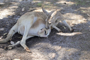 Red Kangaroo adult female with albino joey, Caversham Wildlife Park, Western Australia, Australia - 2013