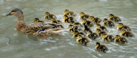 Mallard duck gives birth to huge brood of 24 ducklings, Hazelbury, Dorset, Britain - 17 Apr 2013