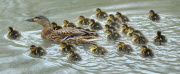 Mallard duck gives birth to huge brood of 24 ducklings, Hazelbury, Dorset, Britain - 17 Apr 2013