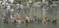Mallard duck gives birth to huge brood of 24 ducklings, Hazelbury, Dorset, Britain - 17 Apr 2013