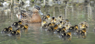 Mallard duck gives birth to huge brood of 24 ducklings, Hazelbury, Dorset, Britain - 17 Apr 2013