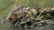 Mallard duck gives birth to huge brood of 24 ducklings, Hazelbury, Dorset, Britain - 17 Apr 2013