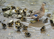 Mallard duck gives birth to huge brood of 24 ducklings, Hazelbury, Dorset, Britain - 17 Apr 2013
