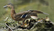 Mallard duck gives birth to huge brood of 24 ducklings, Hazelbury, Dorset, Britain - 17 Apr 2013