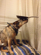 Jack the dog balances items on head, San Francisco, California, America - 25 Apr 2013