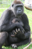Gorilla Baby im Burgers Zoo in Arnhem geboren