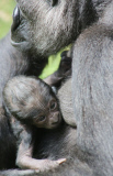 Gorilla Baby im Burgers Zoo in Arnhem geboren
