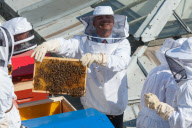 Arrivee des trois essaims d'abeilles a  l'Assemblee Nationale