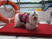 Company offers cruises for pets, Singapore - 24 Apr 2013