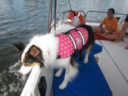 Company offers cruises for pets, Singapore - 24 Apr 2013