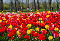 Farbenfrohe Tulpen auf einer Wiese in Peking
