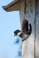 Goldeneye chicks leave nest for first time, Overkalix, Sweden - Apr 2013