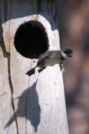 Goldeneye chicks leave nest for first time, Overkalix, Sweden - Apr 2013