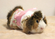 Guinea Pig Fashion, Tokyo, Japan - 29 Apr 2013