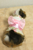 Guinea Pig Fashion, Tokyo, Japan - 29 Apr 2013