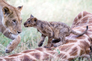 Pride of lions feast on a downed giraffe, Masai Mara, Kenya - 28 Mar 2013