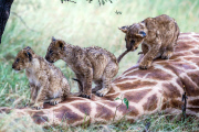Pride of lions feast on a downed giraffe, Masai Mara, Kenya - 28 Mar 2013