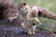 Pride of lions feast on a downed giraffe, Masai Mara, Kenya - 28 Mar 2013