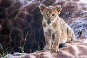 Pride of lions feast on a downed giraffe, Masai Mara, Kenya - 28 Mar 2013