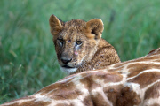 Pride of lions feast on a downed giraffe, Masai Mara, Kenya - 28 Mar 2013