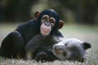 Baby chimp and baby bear playing together at the Myrtle Beach Safari park, South Carolina, America - 06 Apr 2013
