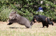Baby chimp and baby bear playing together at the Myrtle Beach Safari park, South Carolina, America - 06 Apr 2013