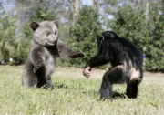 Baby chimp and baby bear playing together at the Myrtle Beach Safari park, South Carolina, America - 06 Apr 2013