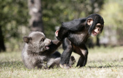 Baby chimp and baby bear playing together at the Myrtle Beach Safari park, South Carolina, America - 06 Apr 2013