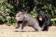 Baby chimp and baby bear playing together at the Myrtle Beach Safari park, South Carolina, America - 06 Apr 2013