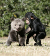 Baby chimp and baby bear playing together at the Myrtle Beach Safari park, South Carolina, America - 06 Apr 2013