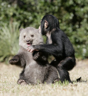 Baby chimp and baby bear playing together at the Myrtle Beach Safari park, South Carolina, America - 06 Apr 2013