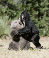 Baby chimp and baby bear playing together at the Myrtle Beach Safari park, South Carolina, America - 06 Apr 2013