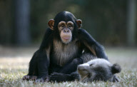 Baby chimp and baby bear playing together at the Myrtle Beach Safari park, South Carolina, America - 06 Apr 2013