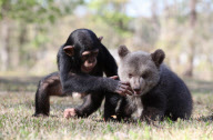 Baby chimp and baby bear playing together at the Myrtle Beach Safari park, South Carolina, America - 06 Apr 2013