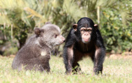 Baby chimp and baby bear playing together at the Myrtle Beach Safari park, South Carolina, America - 06 Apr 2013
