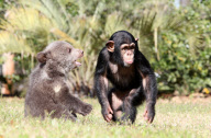 Baby chimp and baby bear playing together at the Myrtle Beach Safari park, South Carolina, America - 06 Apr 2013
